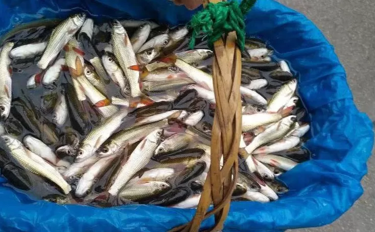 图2–冷链公司货物运输让生鲜三文鱼从挪威到上海保持 0℃鲜度–全球国际货物运输