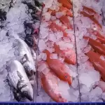 图–12月冷链物流市场新格局：机遇与挑战并存–全球国际货物运输